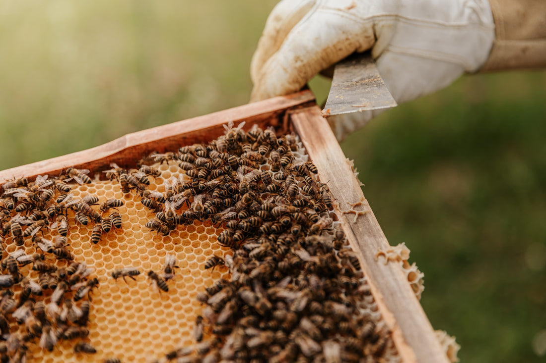 Buzzing with Wonder: Happy World Bee Day!