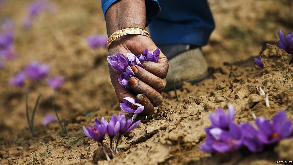 Kashmiri Kesar Saffron: Unraveling the Global Trade Routes and Economic Significance