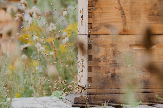 Why is Sidr Honey So Expensive?
