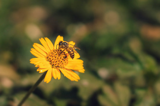 World Bee Day: Celebrating Bees, Nature’s Unsung Heroes