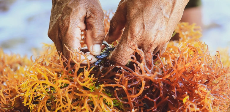 What is Sea Moss and is It worth the hype?