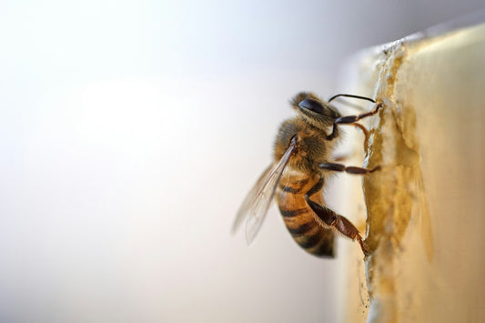 Protecting Our Precious Honeybees