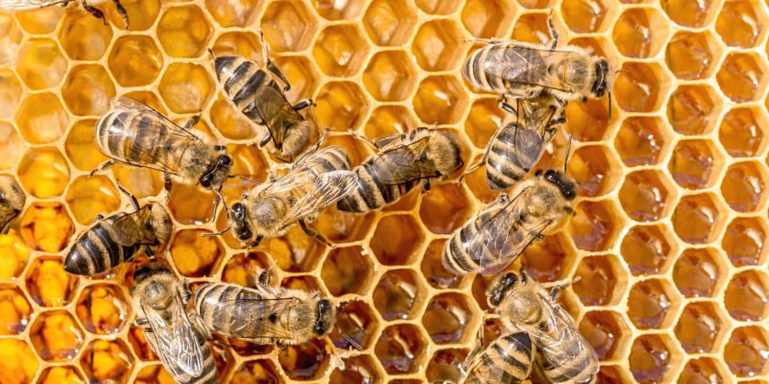 The Unsung Heroes of Nature: The Mighty Worker Bees
