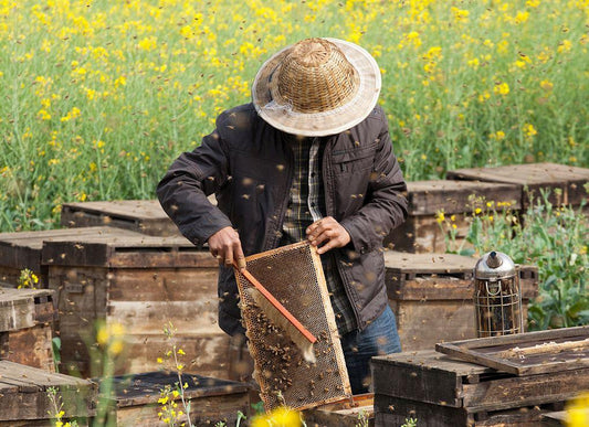 The Fascinating World of Honey Farming: From Hive to Jar - Sweet Health UK
