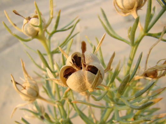 The Surprising Heart Benefits of Harmal Seeds: An Ancient Remedy for Modern Times - Sweet Health UK