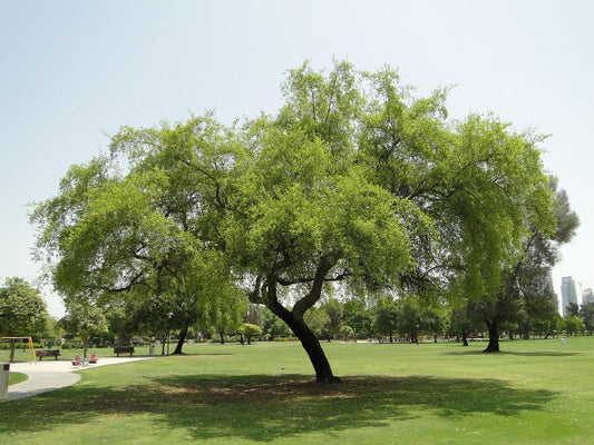 The Wonders of the Sidr Tree: A Natural Health Miracle - Sweet Health UK