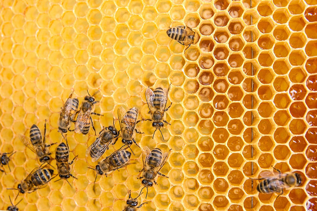 Top 5 science-backed Health benefits of Yemeni Sidr Honey - Sweet Health UK